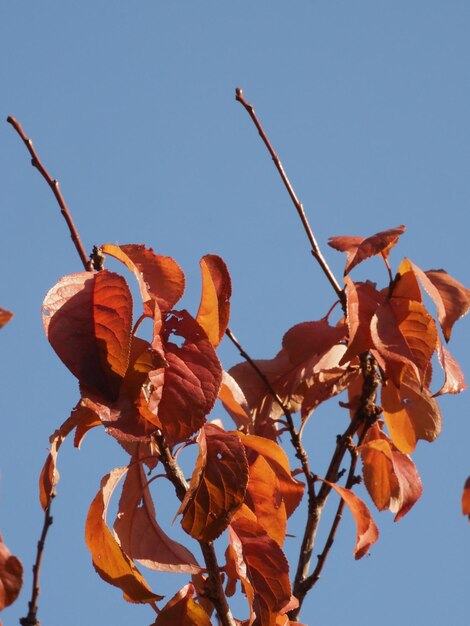 Herbstpflaumenzweige gegen den blauen Himmel