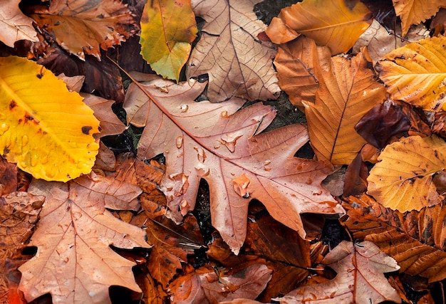 Herbstpfütze mit Spiegelungen von Bäumen und gefallenen gelben Blättern. Bewölkter Tag nach dem Regen. Natürlicher Hintergrund. Regenwettervorhersage. Bunte Herbstblätter, die währenddessen auf dem nassen Bürgersteig liegen