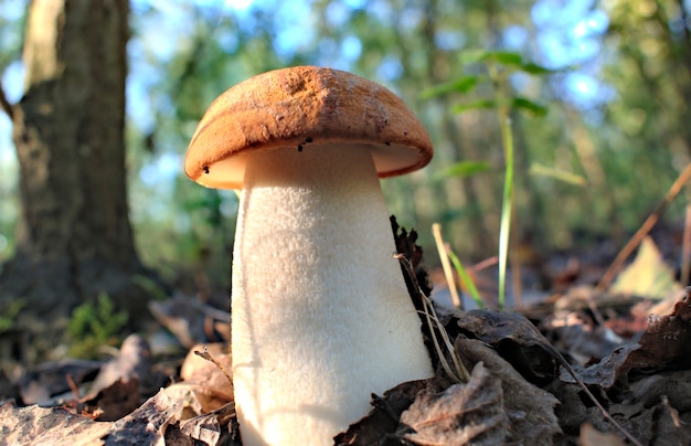 Herbstpilze in einer natürlichen Waldumwelt.