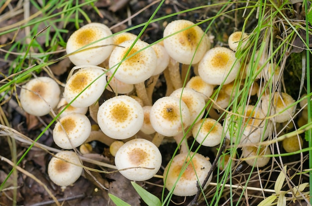 Herbstpilzsammeln, essbare Waldpilze im Gras