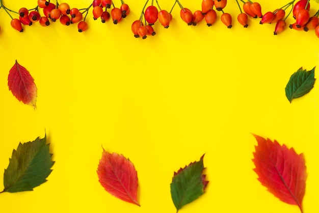 Herbstpostkarte mit blauen Beeren von Wildtrauben und Blättern von Rot und Grün auf gelbem Grund