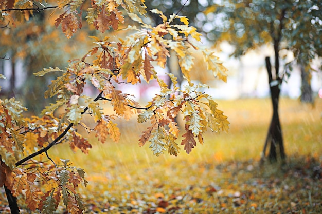 Herbstregen im Park tagsüber