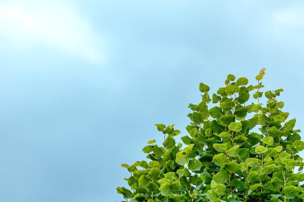 Herbstrot mit gelben Ahornblättern gegen den blauen bewölkten Himmel