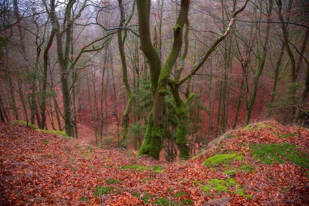 Herbstroter Wald im Oktober