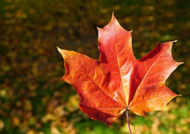 Herbstrotes Blatt groß