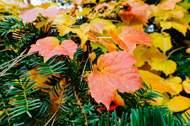 Herbstsaison des Baums und der Blätter