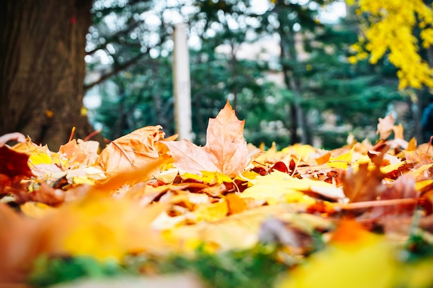 Herbstsaison des Baums und der Blätter