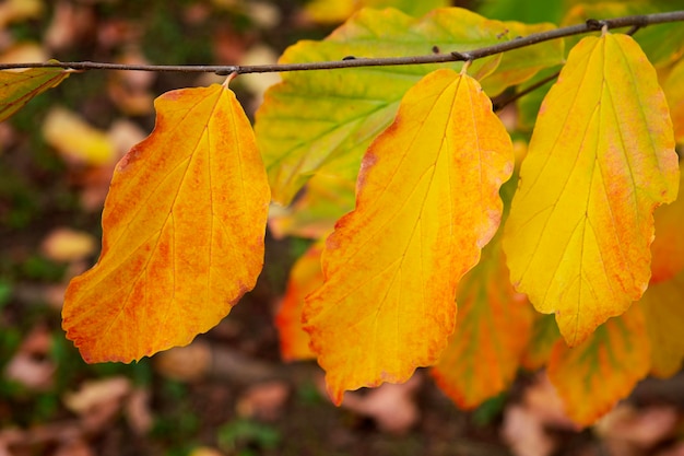 Herbstsaison. Gelbes Blatt auf dem Ast