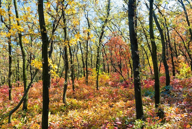 Herbstsaison. Heller bunter Herbstwald