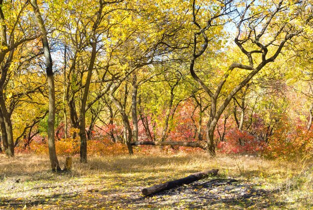 Herbstsaison. Heller bunter Herbstwald