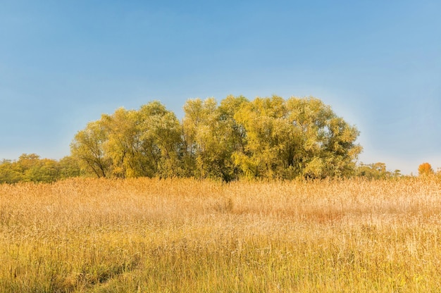 Herbstsaison. Herbstlandschaft mit Bäumen und Schilf