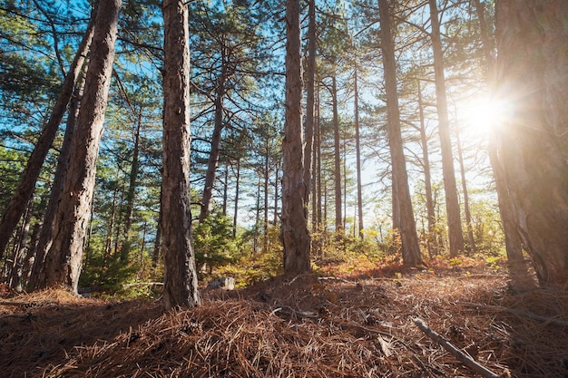 Herbstsaison im Wald