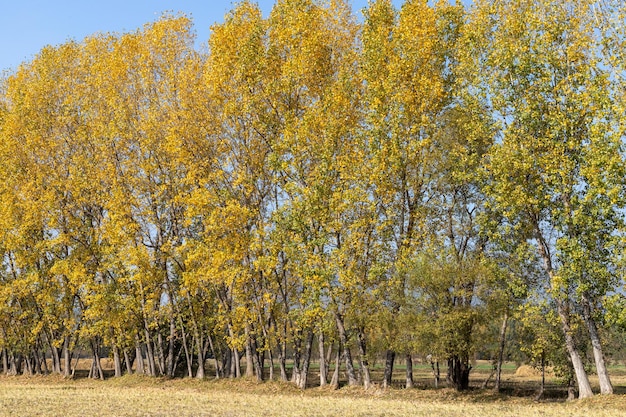 Herbstsaison schönes gelbes Laub von Pappeln