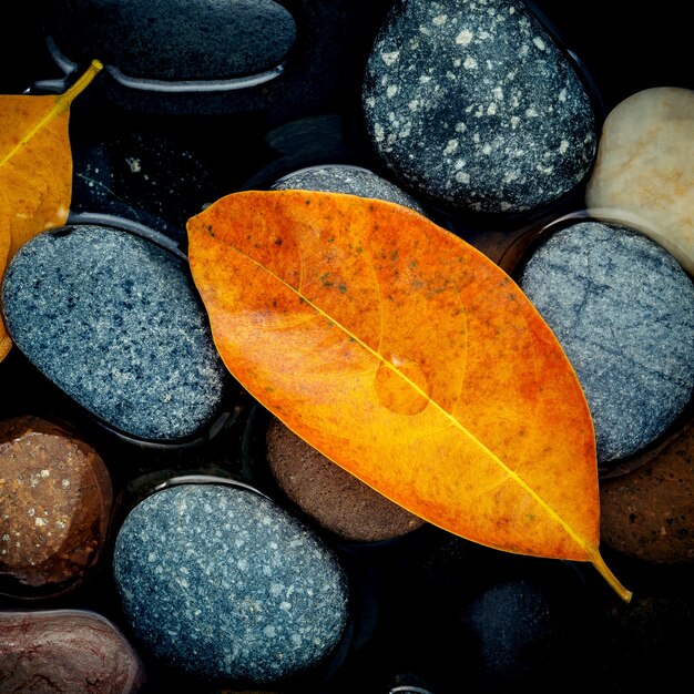 Herbstsaison und friedliche konzepte. orange blatt auf flussstein.