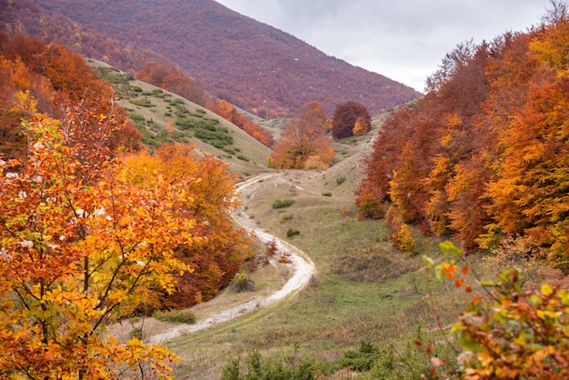 Herbstsaisonlandschaft mit bunten Bäumen und Nebel