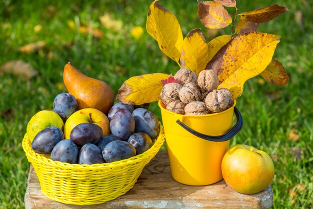 Herbstsaisonszene mit Ernte von Früchten und Walnüssen im Garten. Schönheit des Herbstes.