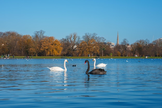 Herbstschwäne gleiten auf einem friedlichen See in einer malerischen Londoner Parkumgebung