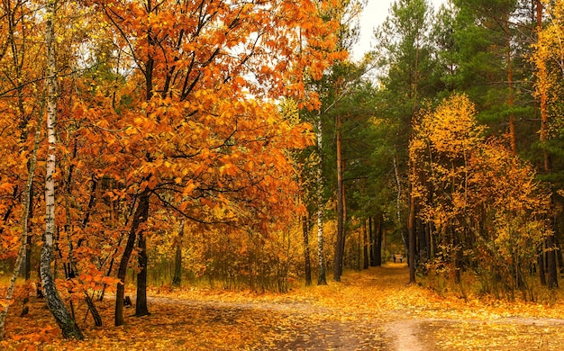 Herbstskizzen. Landschaft. Herbstfarben.