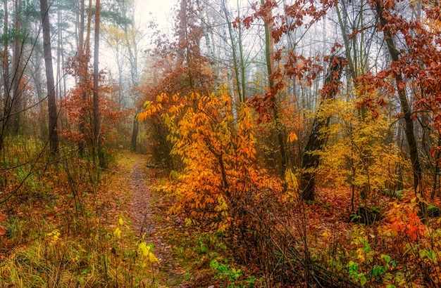 Herbstskizzen. Landschaft. Herbstfarben.