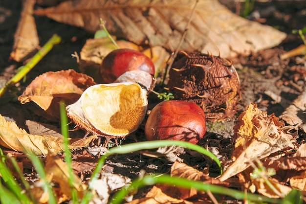 Herbstskizzenhintergrund mit Vergilbung und fallenden Blättern im Park vor Wohngebäuden