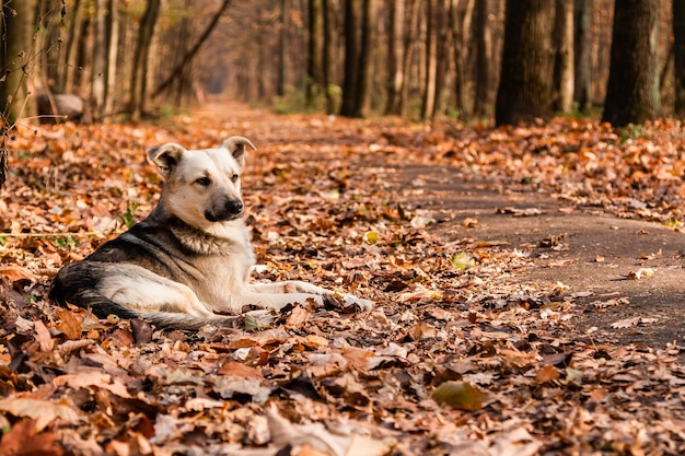 Herbstsonne in den Blättern, auf denen der Hund liegt