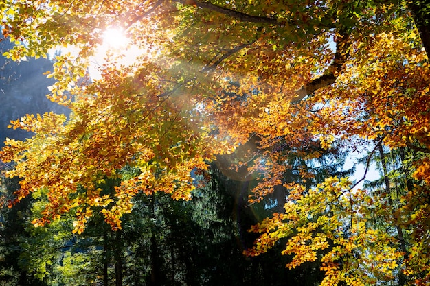 Herbstsonnenlicht Ahornwald Baumkronen helle Ahornbäume