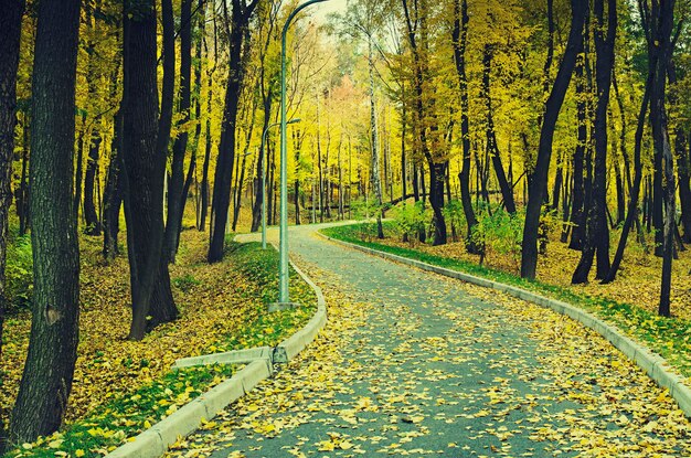 Herbstsonniger Park mit gelben Bäumen und Straße, natürlicher saisonaler Hintergrund