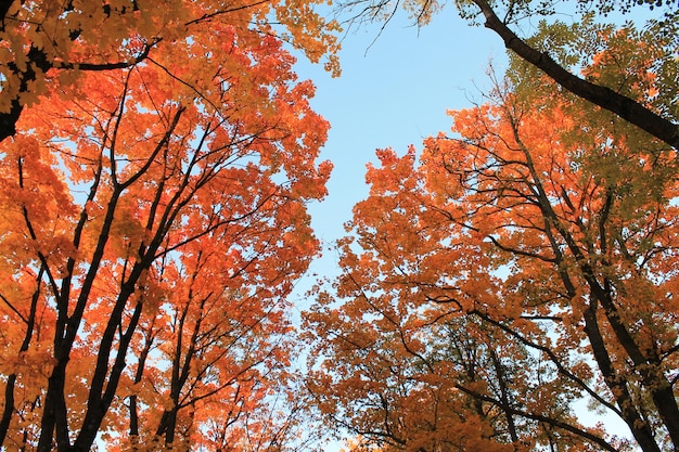 Herbstspaßfarben der Herbstextravaganz der hellen roten Herbstblätter gegen den blauen Sonnenunterganghimmel