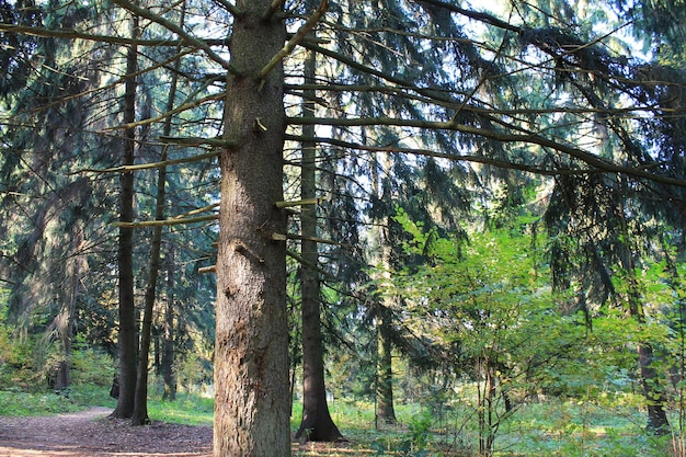 Herbstspaßfarben der Herbstfichte breiten ihre Kronen aus, die einen kleinen Baum schützen