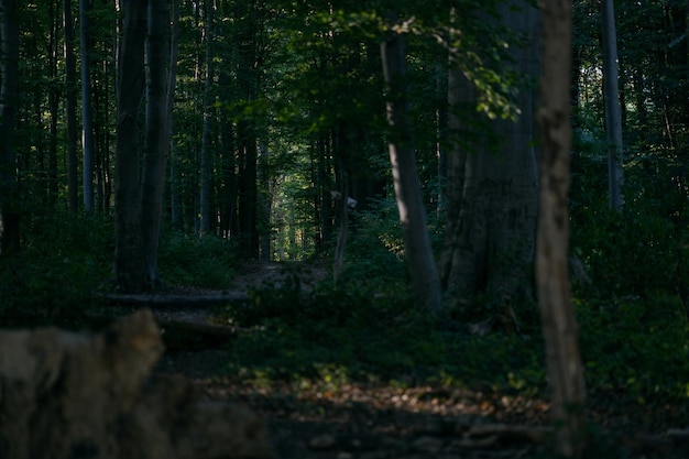 Herbstspaziergang im Zonienwald Belgien