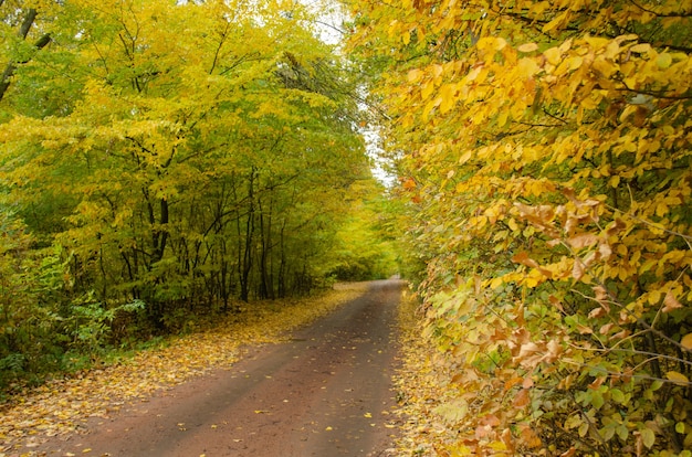 Herbstspaziergang mit alter Straße im Wald. Herbstlandschaft mit Straße bei Sonnenuntergang