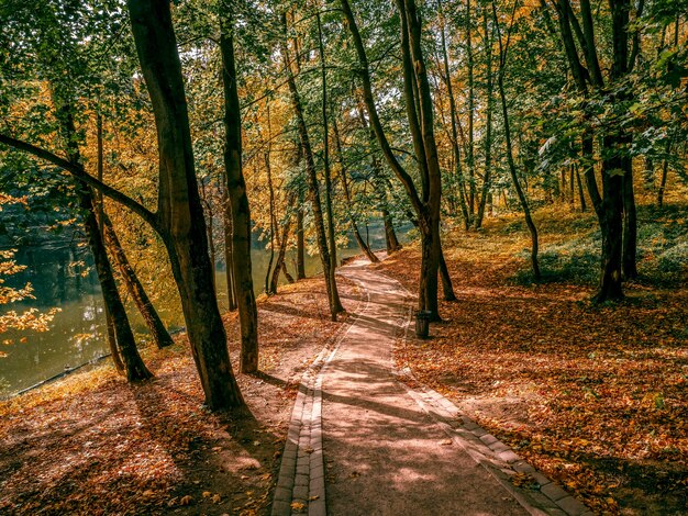 Herbstspur im sonnigen Park. Zarizyno. Moskau.