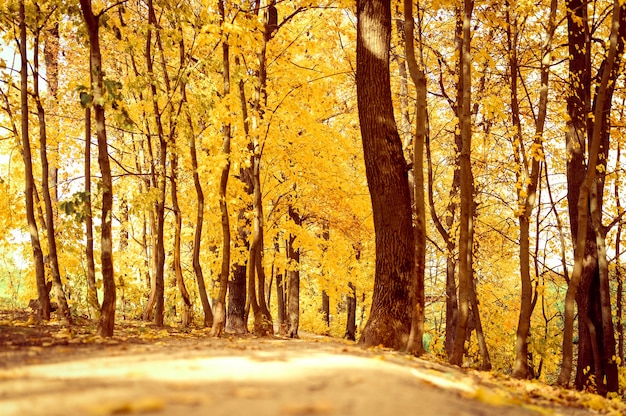 Herbststadtpark am sonnigen Herbsttag. die Bäume sind Ahorne mit fallenden orangefarbenen Blättern und einem verlassenen Bürgersteig oder Pfad. gutes Wetter