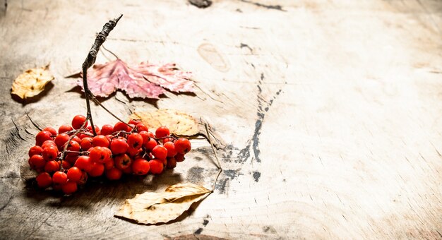 Herbststil. Ebereschenbeeren und Herbstlaub. Auf hölzernem Hintergrund.