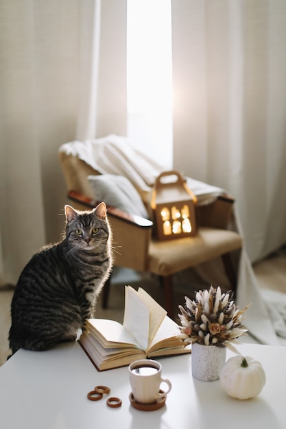 Herbststillleben Innendetails und eine lustige Katze auf Hygge-Hintergrund zu Hause