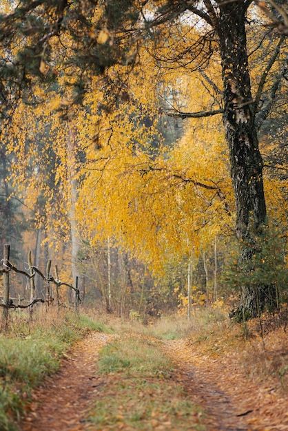 Herbststimmung gelbe Bäume im Dorf Vertikales Bild des Bodenpfades, umgeben von Birken, Kiefern und altem Zaun aus Holzbalken