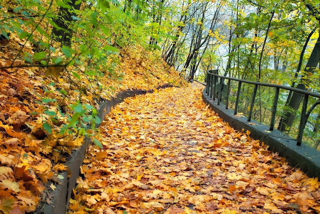 Herbststraße mit Blättern übersät