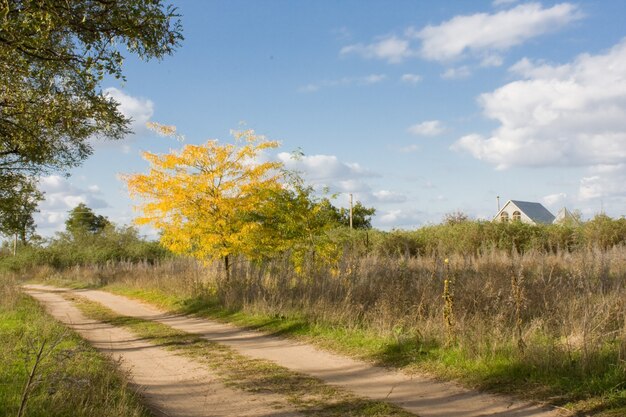 Herbststraße mit gelben Bäumen