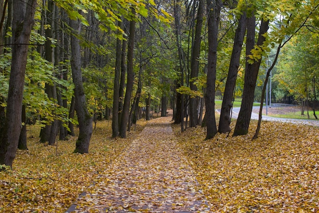 Herbststraßen im Park übersät mit abgefallenen Blättern Goldener Herbst