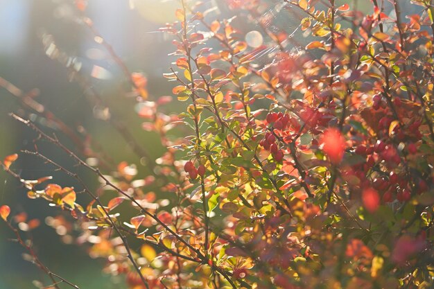 Herbststrauch mit gelbem Laub im Hintergrundlicht Selektiver Fokus
