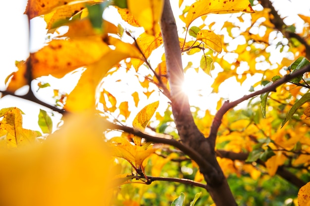 Herbstszene in Gelbtönen