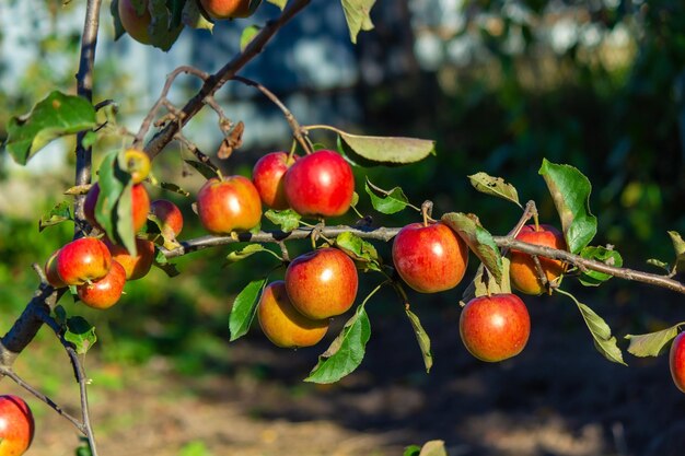 Herbsttag Dorfgarten Reife rote Äpfel auf einem Baum und in einer Kiste sind im Rahmen