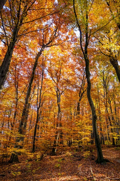 Herbsttag im Wald