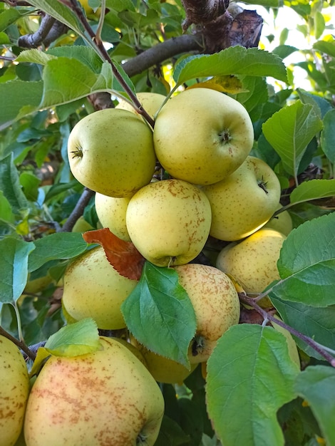 Herbsttag Ländlicher Garten Im Rahmen reife Äpfel auf einem Baum bereit zur Ernte