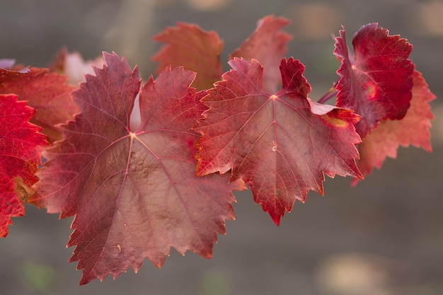 Herbsttrauben mit roten Blättern die Rebe bei Sonnenuntergang ist rötlich gelb