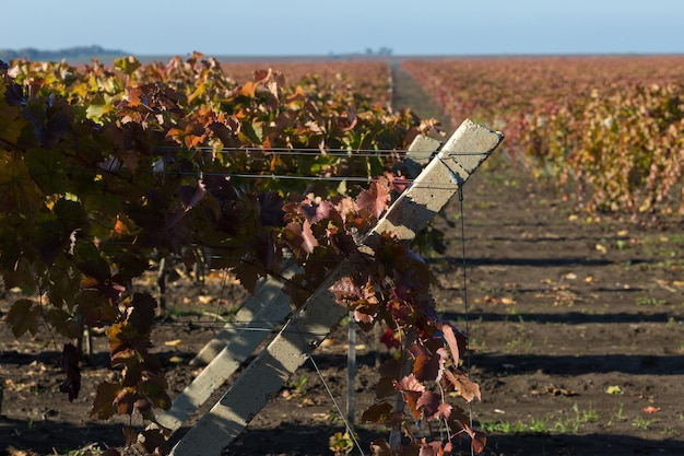 Herbsttrauben mit roten Blättern die Rebe bei Sonnenuntergang ist rötlich gelb