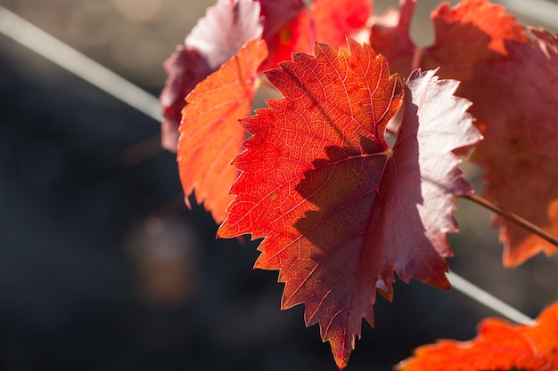 Herbsttrauben mit roten Blättern, die Rebe bei Sonnenuntergang ist rötlichgelb