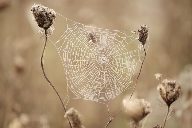 Herbsttrockene Pflanze