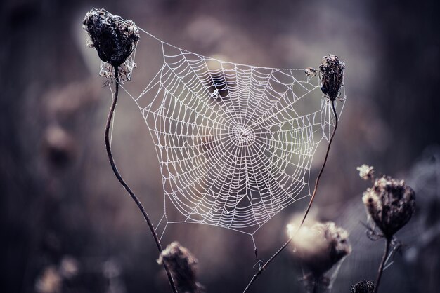 Herbsttrockene Pflanze