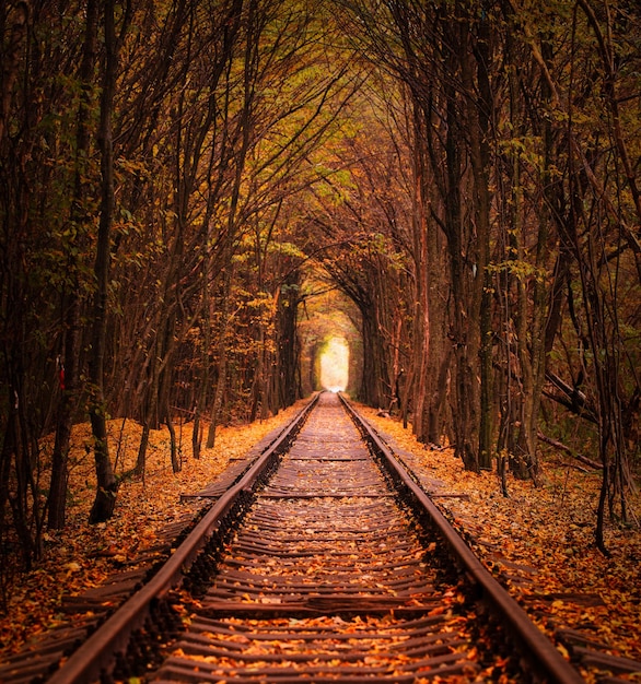 Herbsttunnel der Liebe Stadt Klevan Ukraine